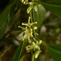 Sarcococca zeylanica Baill.